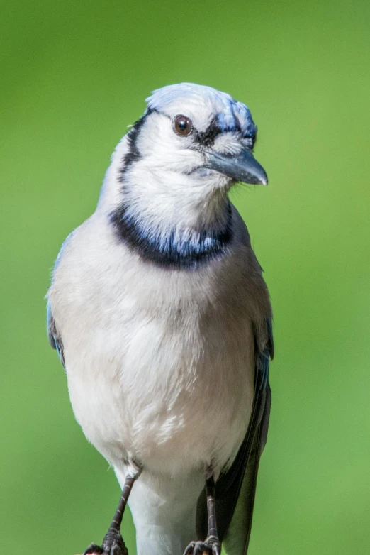 a blue jay sitting on top of a tree branch, a portrait, pexels contest winner, head shot, pale bluish skin, today's featured photograph 4k, portrait of a small