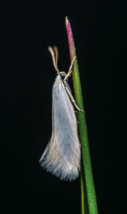a moth sitting on top of a flower stem, by Robert Brackman, hurufiyya, very long silver hair, full body close-up shot, dof:-1, straw