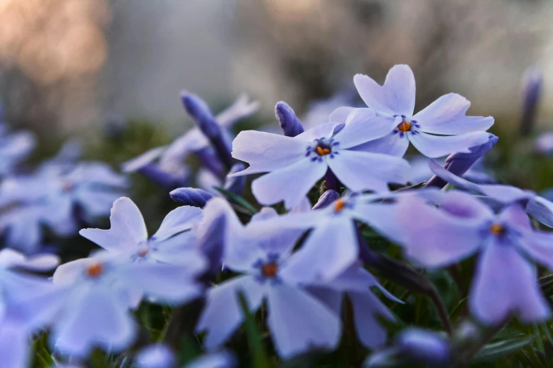 a bunch of purple flowers sitting on top of a lush green field, a macro photograph, by Eglon van der Neer, trending on unsplash, medium blue, jasmine, winter vibrancy, evening starlight