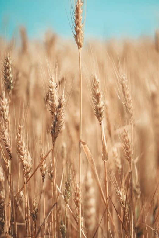 a field of wheat with a blue sky in the background, by David Simpson, trending on unsplash, sepia colors, loosely cropped, mineral grains, high quality photo