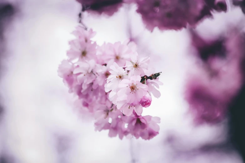 a bunch of pink flowers hanging from a tree, by Lee Loughridge, pexels contest winner, rinko kawauchi, purple, cherry, fresh from the printer