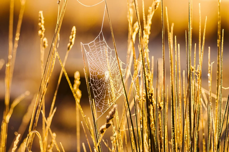 a spider web sitting on top of a dry grass covered field, by Niko Henrichon, ray of golden sunlight, fan favorite, webbing, dew