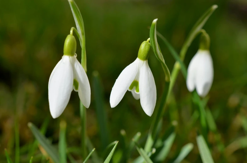 a couple of white flowers sitting on top of a lush green field, ermine, an award winning, highly polished, winter vibrancy