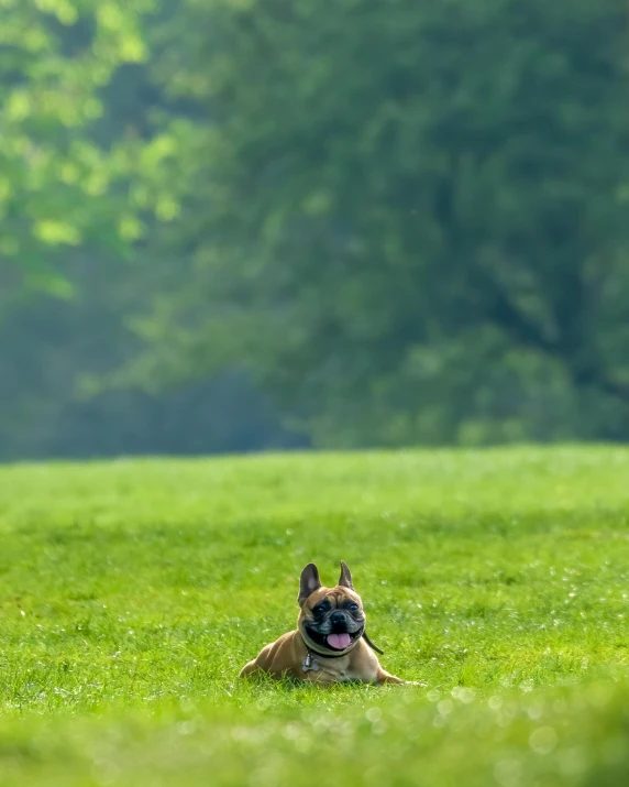 a dog that is laying down in the grass, in the middle of a field, lgbtq, boxer, trending photo