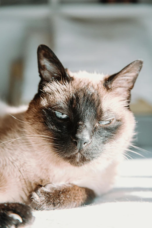 a close up of a cat laying on a bed, by Niko Henrichon, trending on unsplash, renaissance, aesthetic siamese cat, with a pouting smile, sunbathed skin, eyes closed