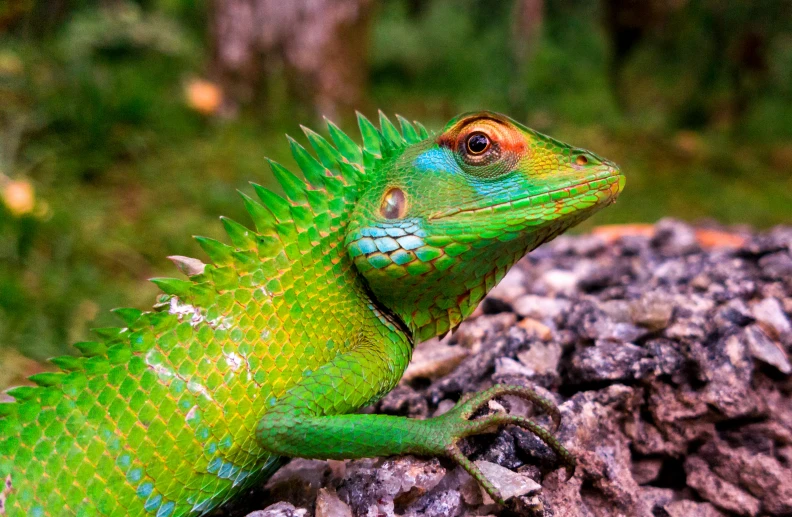 a green lizard sitting on top of a rock, an album cover, by Gwen Barnard, pexels contest winner, sumatraism, multicoloured, with scaly-looking armor, high angle close up shot, greens and blues