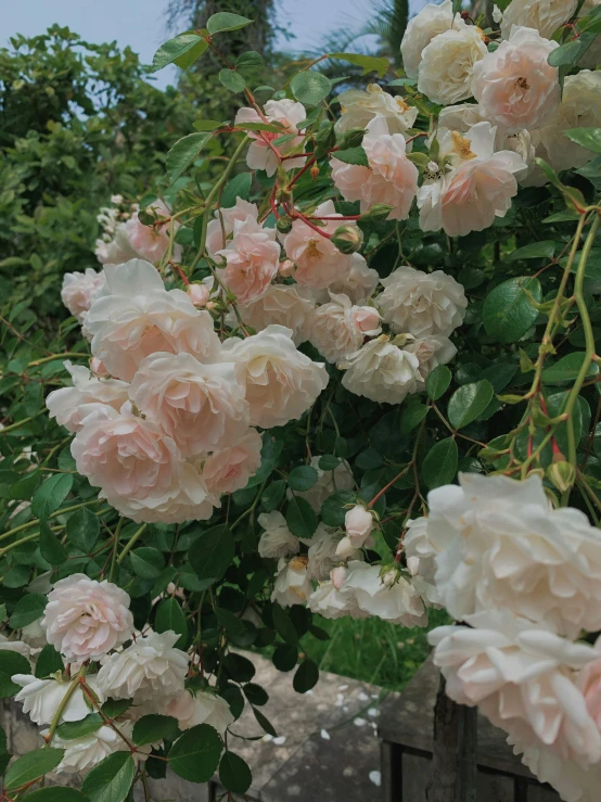 a bunch of pink and white roses growing on a fence, inspired by Frederick Goodall, unsplash, 🎀 🧟 🍓 🧚, monia merlo, detailed trees in bloom, taken on iphone 14 pro