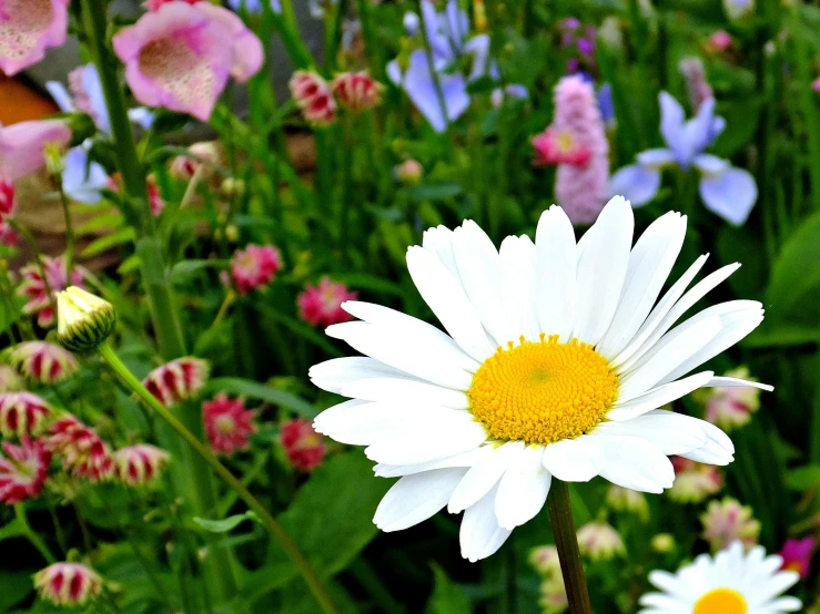 a close up of a flower in a field of flowers, by Carey Morris, pexels, bright white, daysies, multicoloured, in a cottagecore flower garden