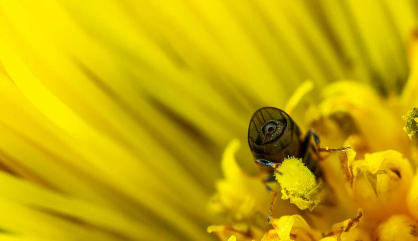 a bee sitting on top of a yellow flower, a macro photograph, by Jan Rustem, pexels contest winner, futuristic yellow lens, slide show, colors: yellow, worm's eye view from the floor