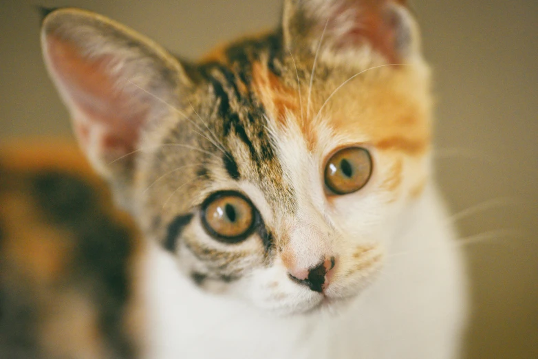 a close up of a cat looking at the camera, trending on unsplash, short brown hair and large eyes, calico, instagram photo, high-resolution photo