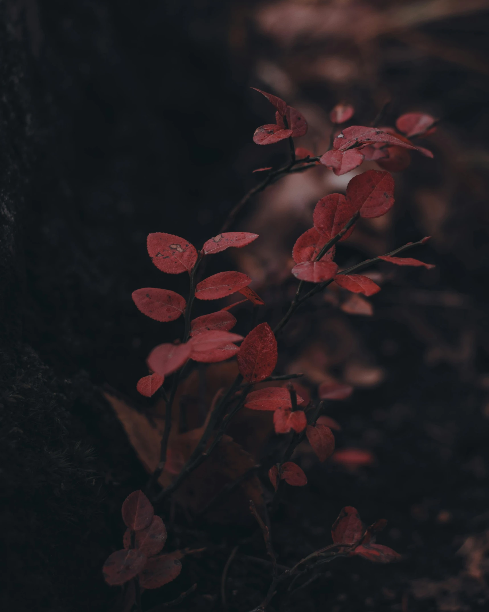 a plant with red leaves growing out of it, inspired by Elsa Bleda, unsplash contest winner, romanticism, slightly dark colors, with soft bushes, gloomy forest, from 8 k matte