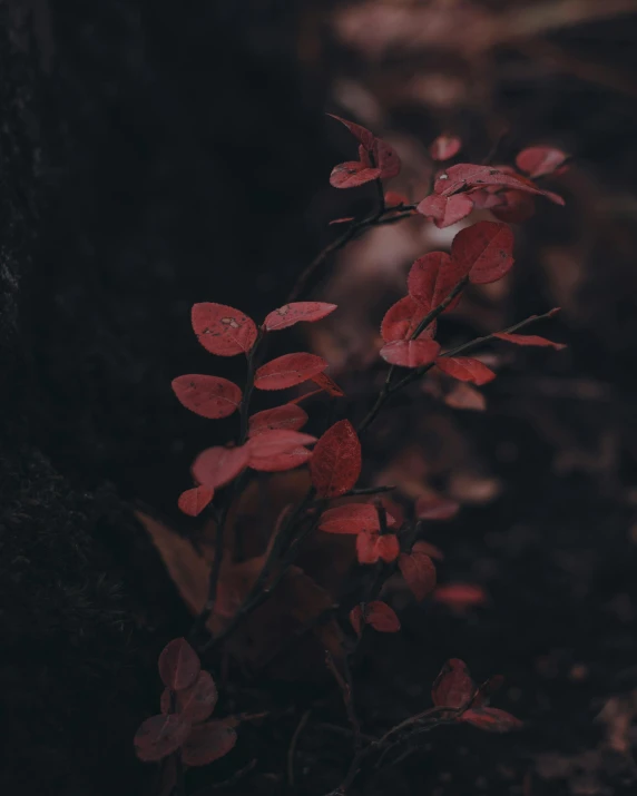 a plant with red leaves growing out of it, inspired by Elsa Bleda, unsplash contest winner, romanticism, slightly dark colors, with soft bushes, gloomy forest, from 8 k matte