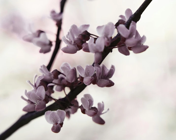 a close up of a branch of a tree with purple flowers, by Paul Davis, trending on unsplash, arabesque, medium format. soft light, gray, sakura bloomimg, 2022 photograph