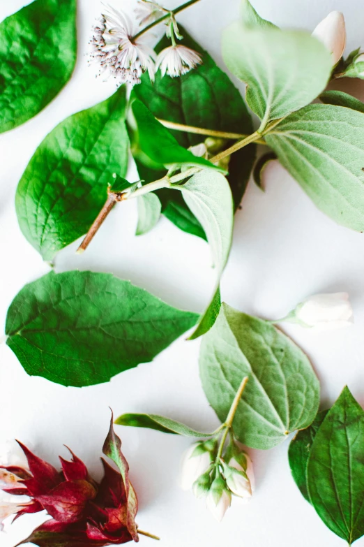 a close up of flowers and leaves on a white surface, by Grace Polit, trending on unsplash, very large basil leaves, jade green, poison ivy, datura