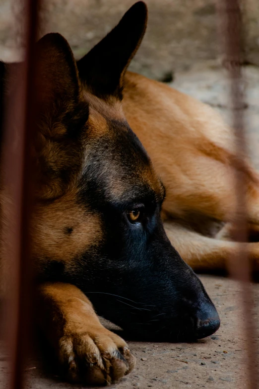 a dog that is laying down on the ground, by Jan Tengnagel, pexels contest winner, behind bars, black ears, dynamic closeup, brown