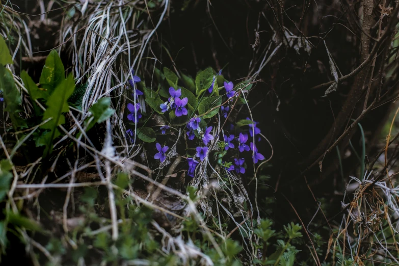 a group of purple flowers sitting on top of a lush green field, a portrait, unsplash, hurufiyya, plants inside cave, vines and blue foliage, in a dark forest low light, 35mm print