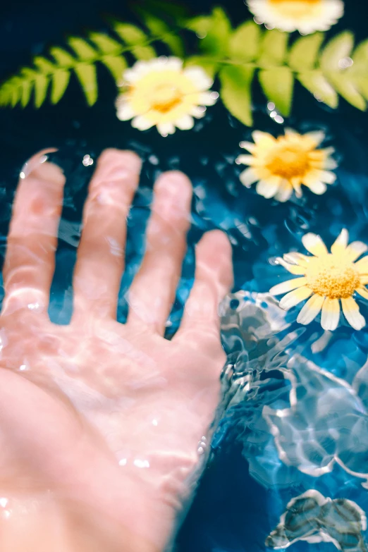 a close up of a person's hand in a bowl of water, flower power, synthetic bio skin, blocking the sun, chamomile