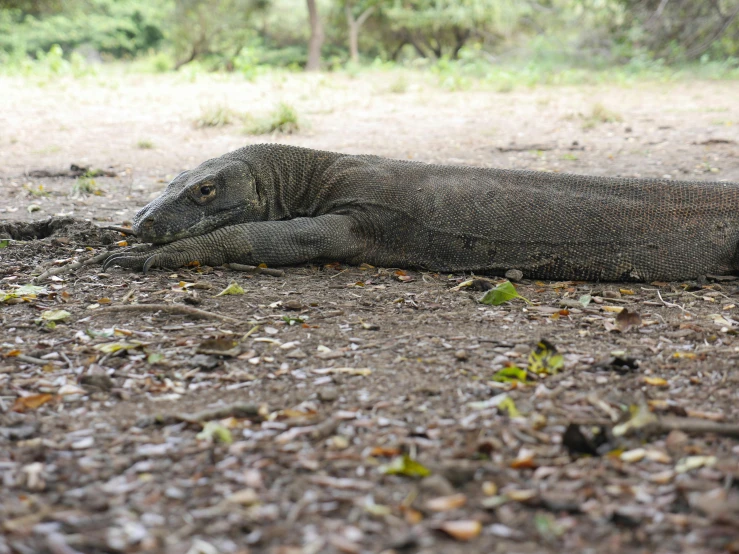 a large monitor lizard laying on the ground, by Carey Morris, hurufiyya, lying on the woods path, afar, sri lanka, horse laying down