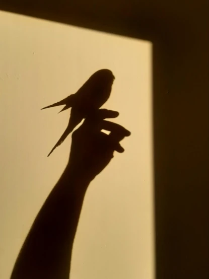 a person holding a bird in their hand, a photo, by Paul Bird, conceptual art, contre - jour, 1 9 8 5 photograph, swift, parrot
