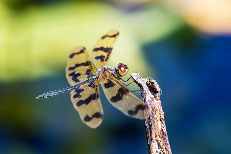 a close up of a dragonfly on a twig, pexels contest winner, fan favorite, avatar image, moth wings, instagram post