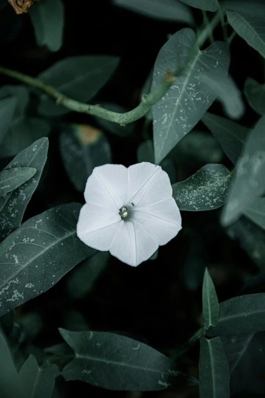 a white flower sitting on top of a lush green plant, a macro photograph, by Elsa Bleda, unsplash, renaissance, morning glory flowers, ignant, grey, a high angle shot