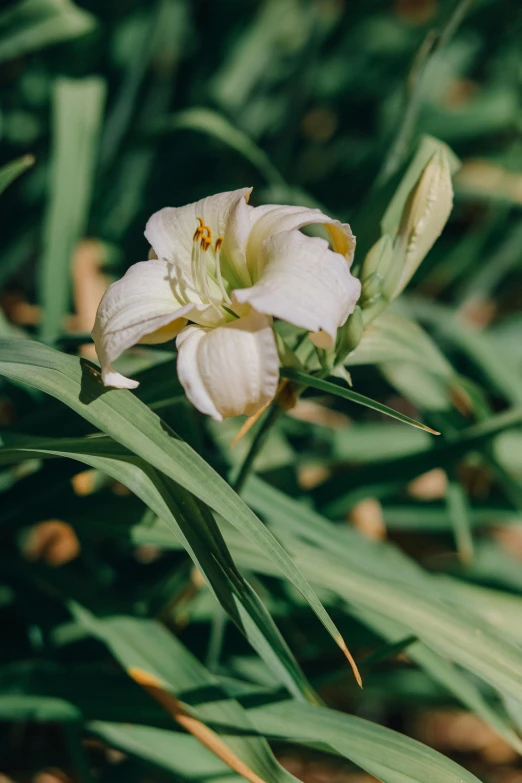 a white flower sitting on top of a lush green field, rubrum lillies, botanical herbarium, ready to eat, in a cottagecore flower garden