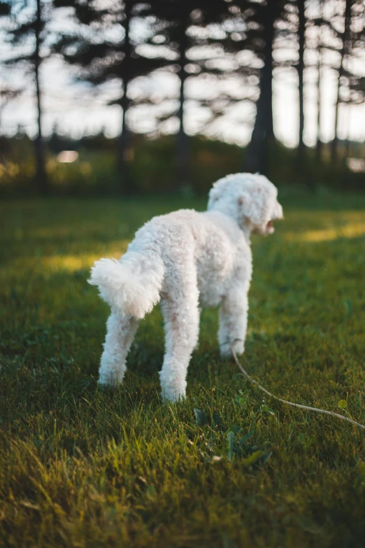 a small white dog standing on top of a lush green field, an album cover, unsplash, evening lighting, poop, bum, ignant