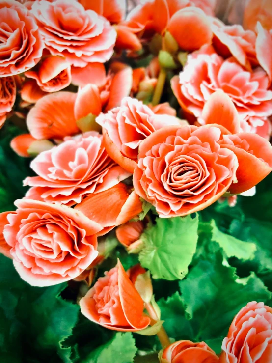 a close up of a bunch of flowers, covered in coral, instagram picture, taken in the late 2010s, fan favorite