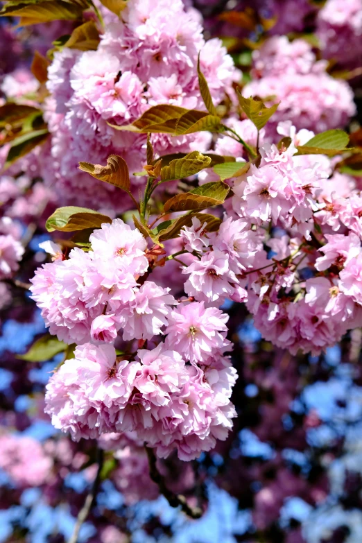 a bunch of pink flowers on a tree, no cropping, in the sun, looking towards camera, best selling