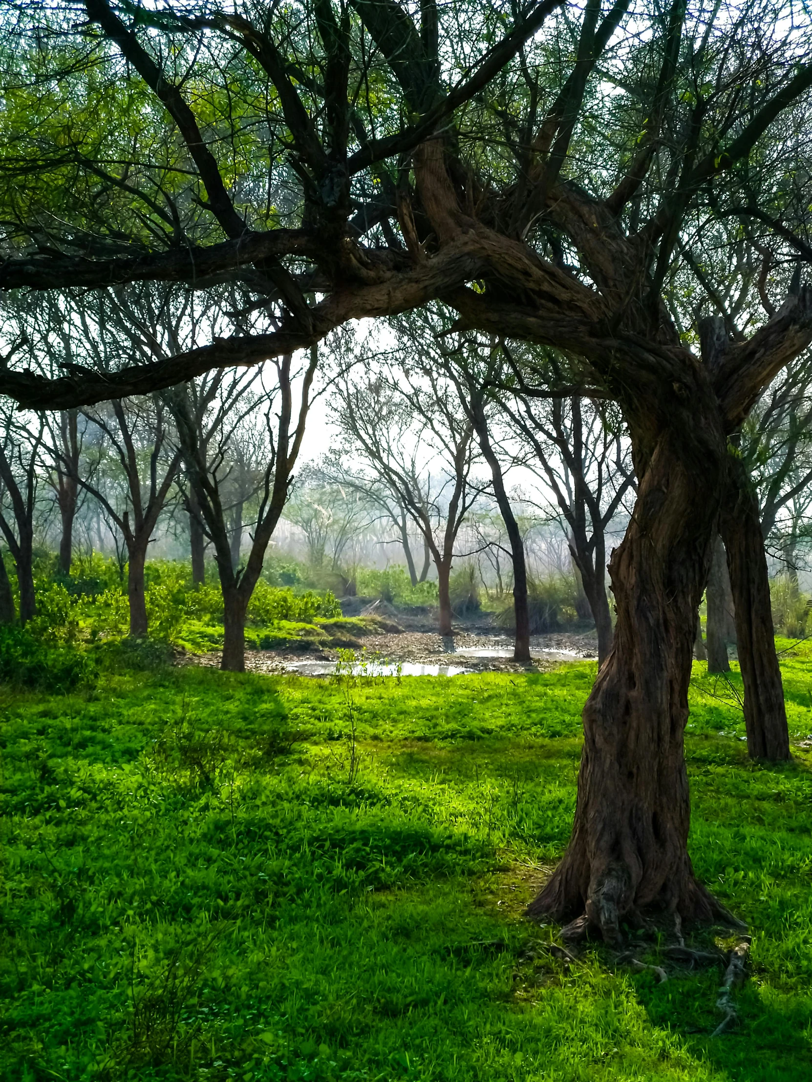 a herd of giraffe standing on top of a lush green field, inspired by Steve McCurry, pexels contest winner, land art, trees bent over river, panoramic shot, epic khajuraho, an old elven wood