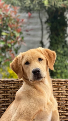 a brown dog sitting on top of a wicker chair, transparent labs, instagram picture, small blond goatee, color corrected