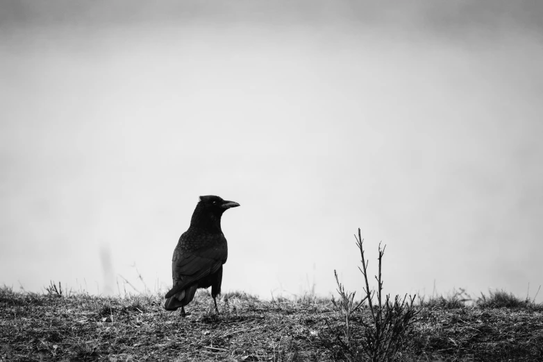 a black bird standing on top of a grass covered hill, a black and white photo, by Gonzalo Endara Crow, pexels contest winner, renaissance, detailed medium format photo, portrait of a small, in a desolate, carrion