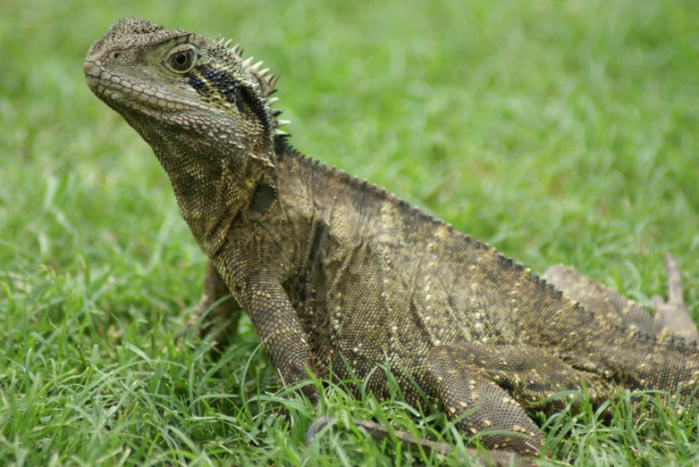 a lizard that is sitting in the grass, dragon scales across hairline, aged 2 5, commercially ready, water dragon