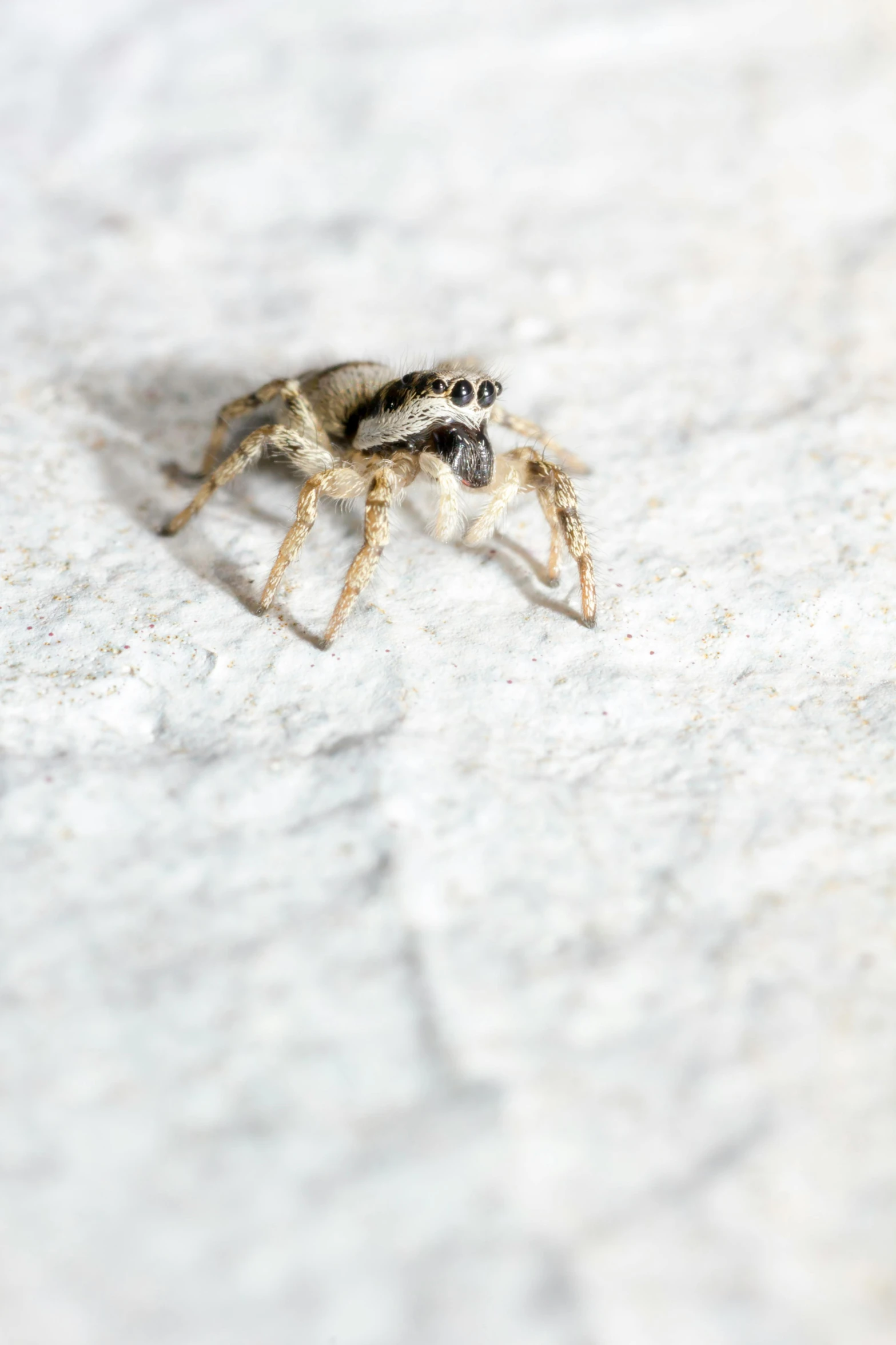 a close up of a spider on a white surface, by Dave Allsop, unsplash, partially covered with dust, a blond, slide show, silver eyes full body