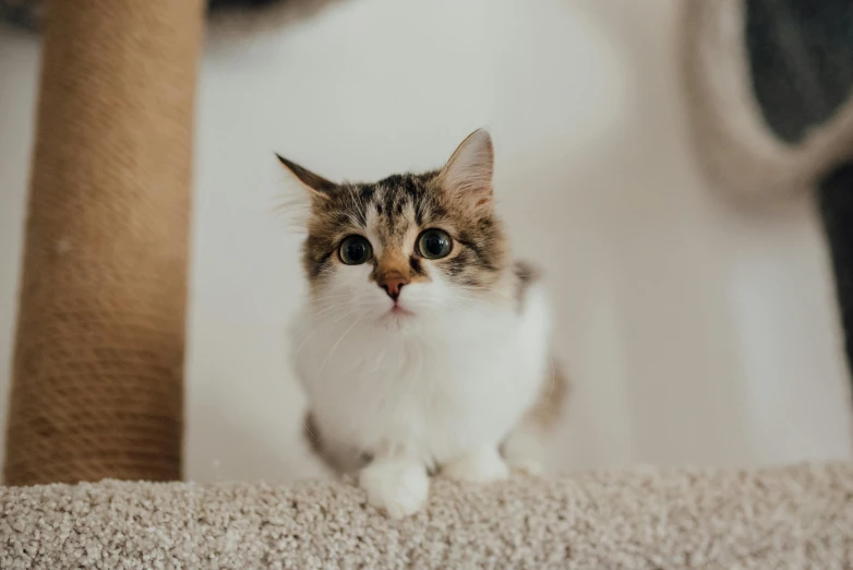 a cat sitting on top of a cat tree, a picture, trending on pexels, cute faces, on a white table, fluffy'', high quality upload