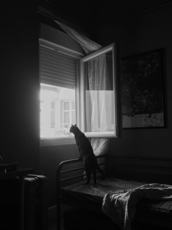 a cat sitting on top of a bed next to a window, a black and white photo, by Géza Mészöly, medium format. soft light, aykut aydogdu, ilustration, spring evening