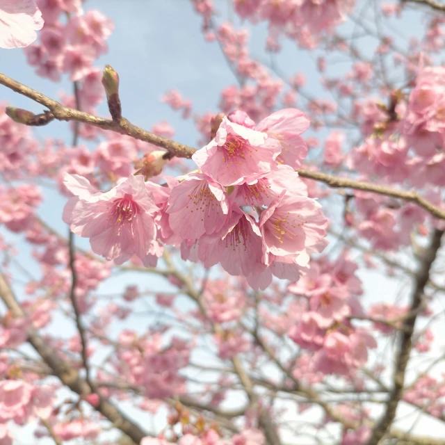 a close up of some pink flowers on a tree, by Maeda Masao, pexels, sakura from cardcaptor sakura, instagram post, sunny sky, full frame image