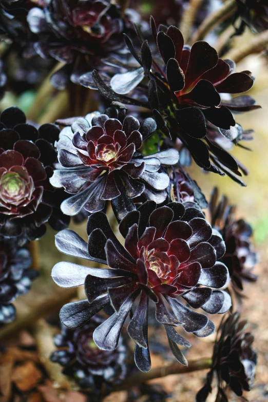 a close up of a bunch of flowers, black lotus, black and terracotta, alien foliage plants, award - winning