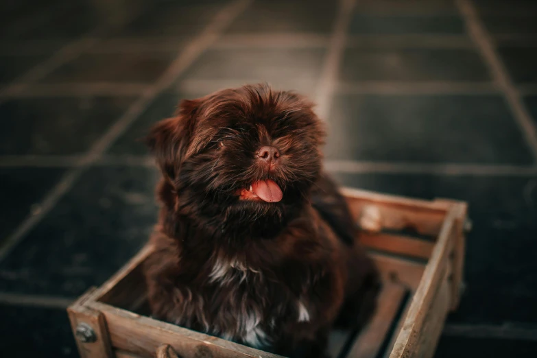 a small brown dog sitting inside of a wooden box, pexels contest winner, baroque, soft lulling tongue, black, bearded, gif