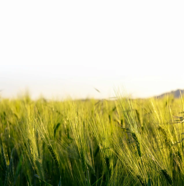 a field of green grass with mountains in the background, unsplash, figuration libre, wheat field, background image, pale green backlit glow, farming