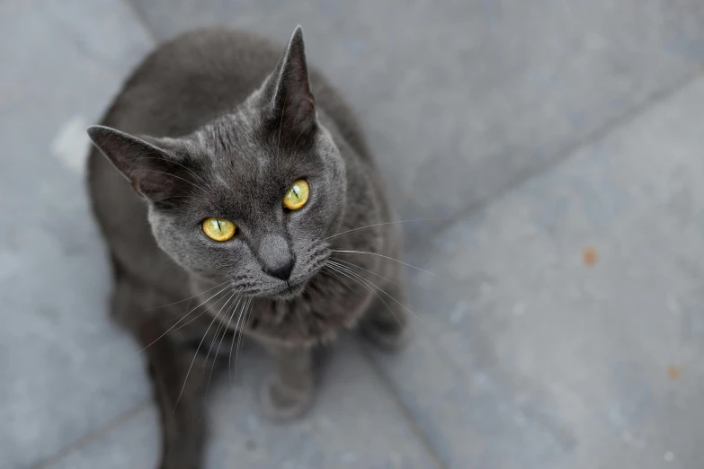 a gray cat looking up at the camera, pexels contest winner, anthracite, flat grey color, sleek yellow eyes, sits on a rooftop