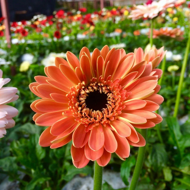 a close up of a flower in a field of flowers, in bloom greenhouse, terracotta, perfect shading, orange hue