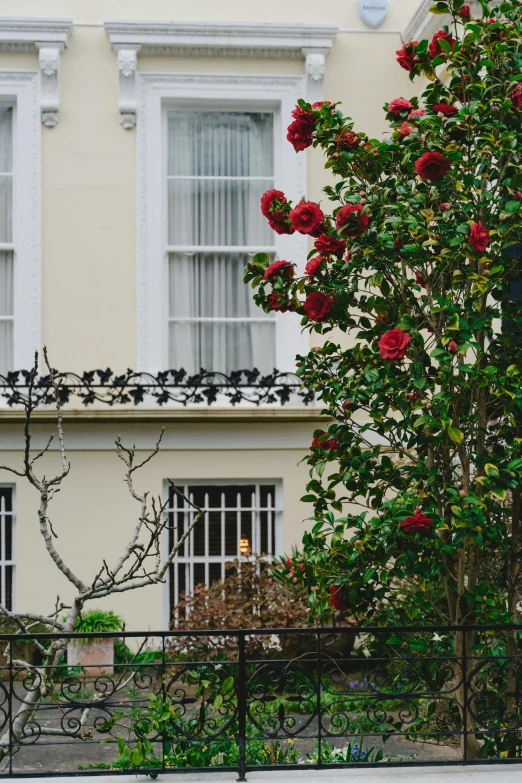 a man riding a skateboard down a sidewalk next to a building, inspired by Clarice Beckett, unsplash, arabesque, small red roses, detailed no. 1 0 downing street, garden with fruits on trees, view from window