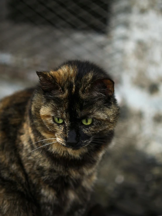 a cat sitting on the ground looking at the camera, by Jan Tengnagel, unsplash, renaissance, black and green eyes, old lady, slightly pixelated, high quality photo