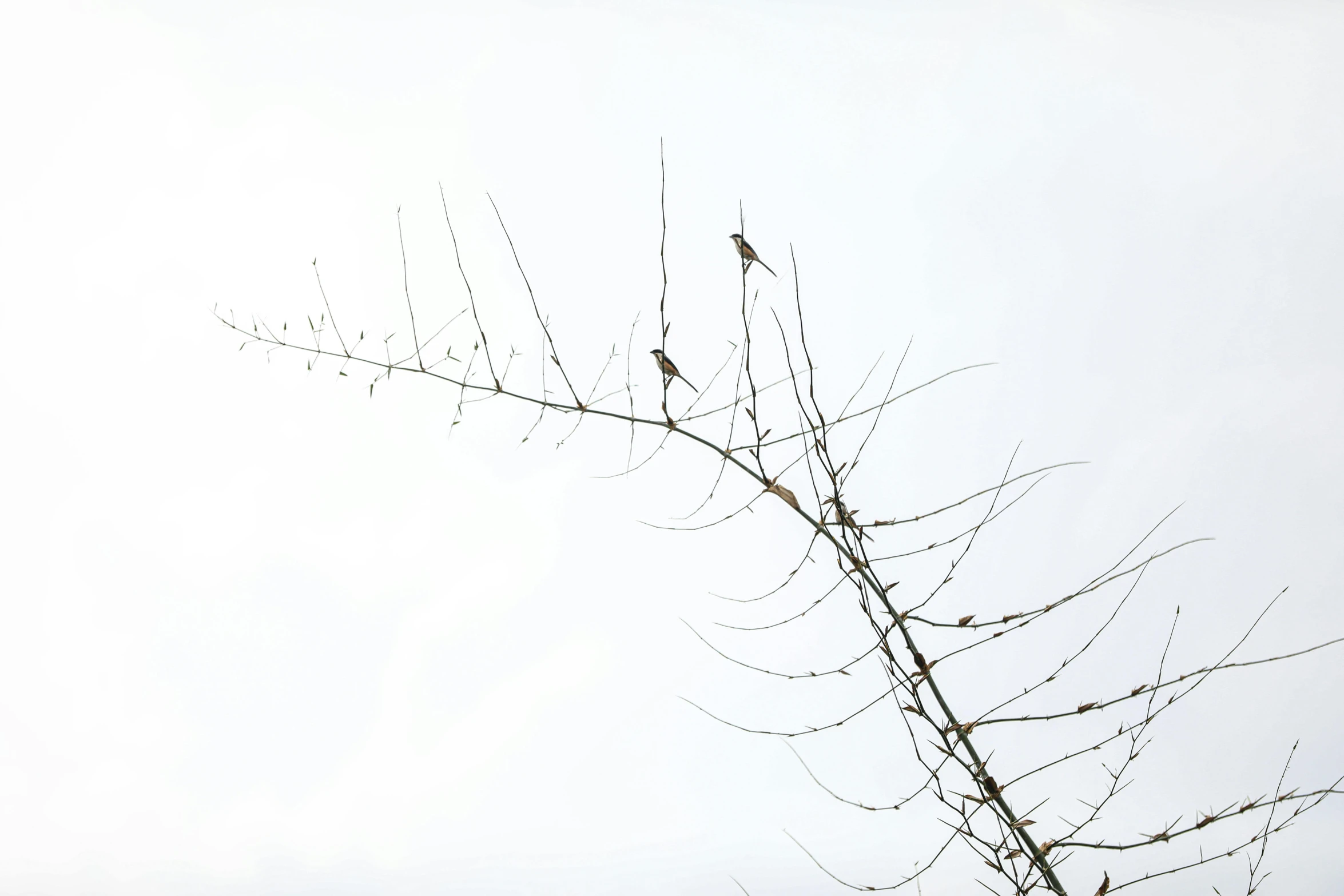 a couple of birds sitting on top of a tree, inspired by Zhang Kechun, unsplash, postminimalism, thorns, ignant, plant photography, white sky