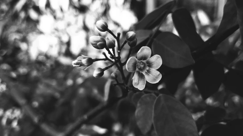 a black and white photo of a flower, myrtle, spring evening, 🌸 🌼 💮, nostalgic 8k