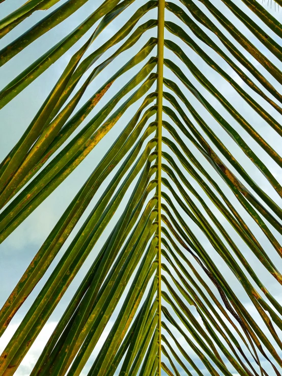 a close up of a palm leaf with the sky in the background, by Carey Morris, visual art, multiple stories, stacked image, indoor, high-angle