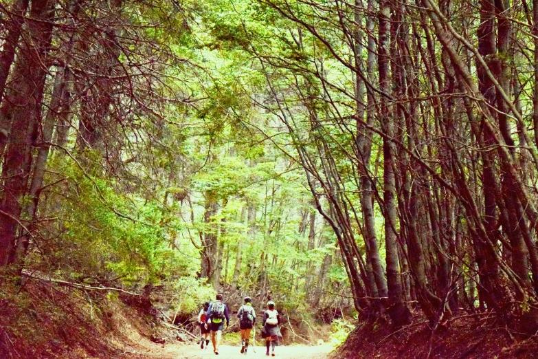 a group of people riding bikes down a dirt road, a photo, by Meredith Dillman, renaissance, solo hiking in mountains trees, three people running a marathon, bay area, beautiful ancient forest