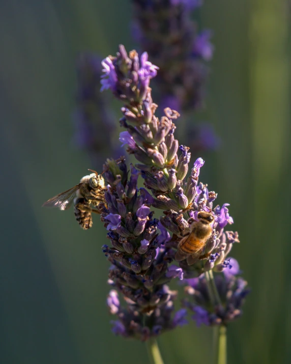 a bee sitting on top of a purple flower, in the evening