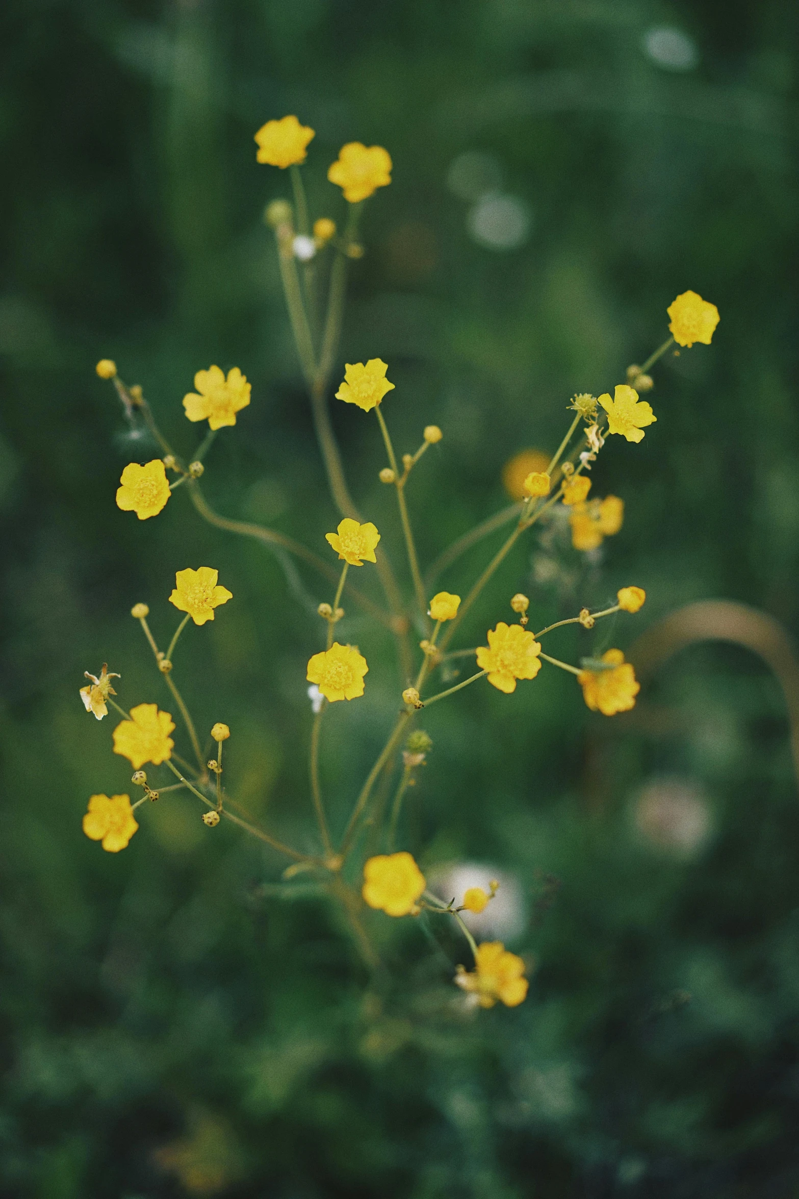 a bunch of yellow flowers sitting on top of a lush green field, by Attila Meszlenyi, tremella-fuciformis, subtle detailing, small crown, loosely cropped